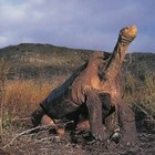 Picture for song 'On a Go Slow.mp3' by artist 'Viking Blues'