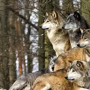 Picture for song 'WOLff Gang' by artist 'Pete Moss and the Weed Wackers'