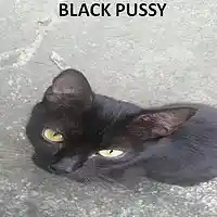 Picture for song 'SEXY THIGHS' by artist 'BLACK PUSSY'