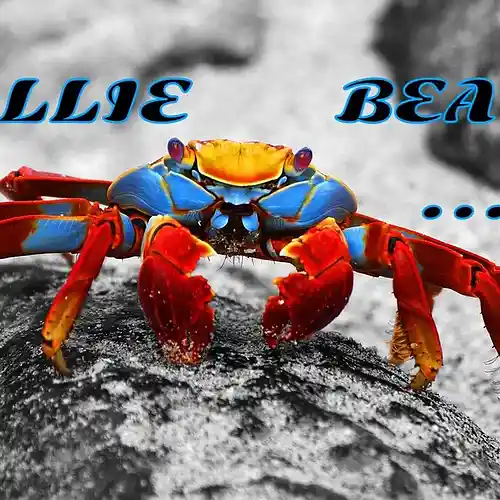 cover pic