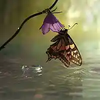 Picture for song 'Just Like a Butterfly' by artist 'Mark Loosemore'