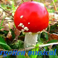 Picture for song 'Zopomniana nuta-A forgotten musical note ' by artist 'Vitiyu'