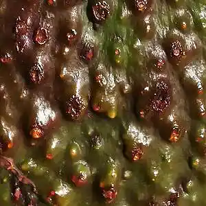 Picture for song 'Avocados' by artist 'Andi Wendt'