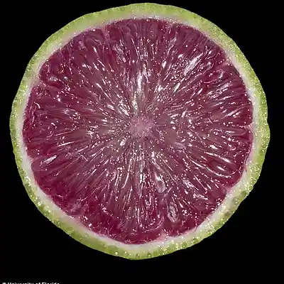 Picture for song 'Orange Grapefruit' by artist 'Pete Moss and the Weed Wackers'