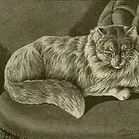 Picture for song 'Hybridkatze' by artist 'DiaBeatez'