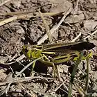 Picture for song 'Criquet arcyptere bariolee chant - arcyptera fusca' by artist 'montagne'