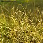 Picture for song 'day 155' by artist 'risch'