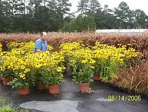 Picture for song 'Hammers and Nails' by artist 'Cornercreek'