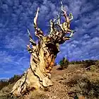 Picture for song 'Anthem' by artist 'Mikejazz'