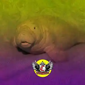 Picture for song 'MANATEE (The Kid LAROI Type Beat)' by artist 'Chorderline'
