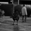 Picture for song 'Storytelling Piano Type Beat - Jealousy Rap Ins' by artist 'Riusso De Sinai Beats'