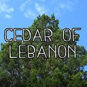 Picture for song 'Cedar of Lebanon' by artist 'Allie Harshner'