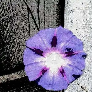 Picture for song 'One Night Stand' by artist 'Beat Masta Cheese'