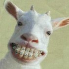 Picture for song 'NOREEN'S BIG CLOSE-UP' by artist 'APPROVAL SEEKERS'