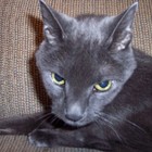 Picture for song 'Static Cling' by artist 'Bonehead the Cat'