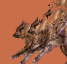 Picture for song 'fatwhitewoman.mp3' by artist 'Damon Passley'