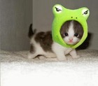 Picture for song 'Mindtwister - Cute !.mp3' by artist 'DJ-Mindtwister'