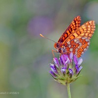 Picture for song '10 Track 10 symph 377 in 3 movements cd 114' by artist 'FranklinEMorris'