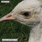 Picture for song 'come and kiss me' by artist 'ludicrous'