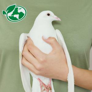 Picture for song 'Represent Peace' by artist 'Mike karras'