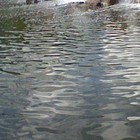 Picture for song ''Happy Crossing To The Other Side Terry'' by artist 'Nadia Cripps'