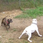 Picture for song 'one crazy dog' by artist 'NEW ERA JDUB'