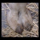 Picture for song 'Beat - Camel Toe' by artist 'P A Trikz'