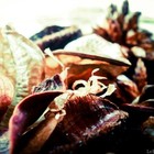 Picture for song 'Samskyeti(cover)' by artist 'Plastic Rings'