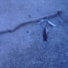 Picture for song 'Feathers and Staff' by artist 'Wahi' and The Natives Have Spoken'