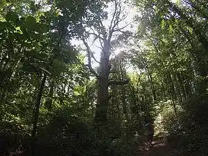 Picture for song 'Arrowhead' by artist 'Down Hour'