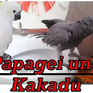 Picture for song 'Papagei und Kakadu' by artist 'eXorbitante beatfuzZel'