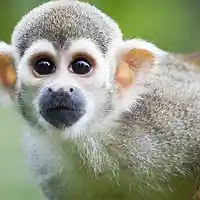 Picture for song 'Deep Floyd 324-The Monkey' by artist 'Jammer59'