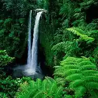 Picture for song 'Rainforest ((Stereo))' by artist 'Johanna Renfro'