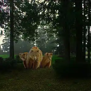 Picture for song 'THE LAND CARES' by artist 'Nashville Country'