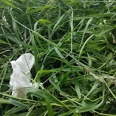 Picture for song '20240618_143937_FS' by artist '786 scheint-Al'lahs Bande'