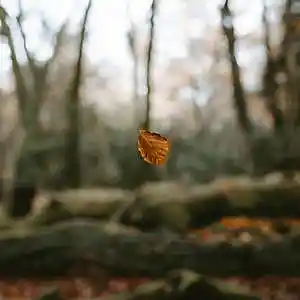 Picture for song 'Leaf' by artist 'Artyfaiz'
