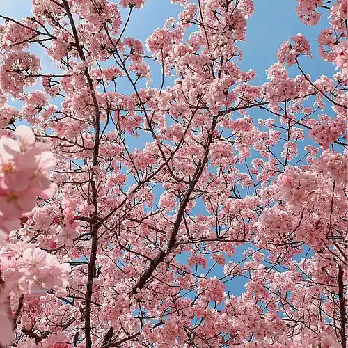 Picture for song 'Evil Pimp - Comin Hard (Instrumental) 130 BPM' by artist 'Claudiu'