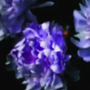 Picture for song 'Hurt' by artist 'WVLLFLWR'