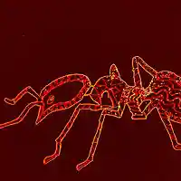 Picture for song 'Fire Ants' by artist 'Icefields'