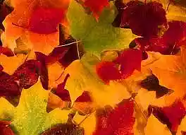 Picture for song 'leaves' by artist 'Lounge Inc'
