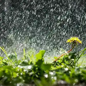 Picture for song 'Rain' by artist 'SERGIOUS'