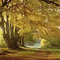 Picture for song 'Mellow Hollow' by artist 'Gavin Baker'