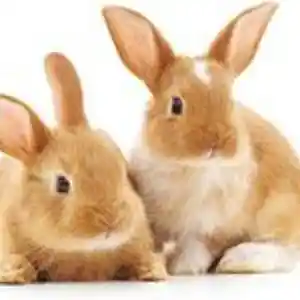 Picture for song 'Laughing Bunnies' by artist 'Loren'