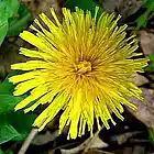 Picture for song 'Dandelion' by artist 'Acousticheart'