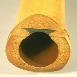 Picture for song 'Trio exotique' by artist 'Christian Faivre'