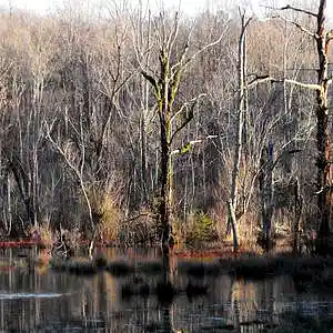 Picture for song 'Ghost of Mississippi (Steel Drivers cover)' by artist 'mark alan skinner'