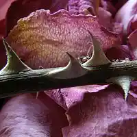 Picture for song 'Thorns & Petals' by artist 'Doug Murphy'