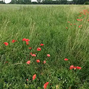 Picture for song 'barbecue' by artist 'KISTEMUSIK'