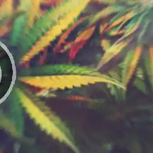 Song picture