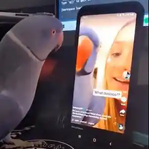 Picture for song 'NEW PHONE WHO DIS ?! (BUY 1 GET 4 FREE)' by artist 'DreamBigRecords'